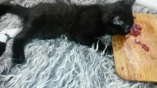 Котёнок в гипсе