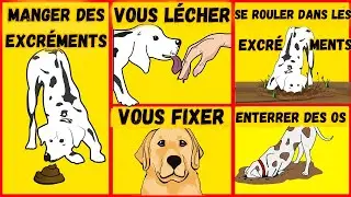 Ces 10 comportements étranges que vous ne comprenez PAS chez votre chien