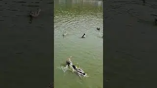 🦉Kakegawa Kachoen Birds 2🦢 | Adventuring in Japan 🦜 