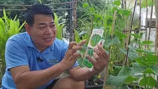 PIPINO, MAGANDANG RING ITANIM SA TIMBA #garden #backyardgardening #highlights #gardening