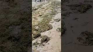 Грязь на пляже . 