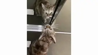 Roba da gatti 4