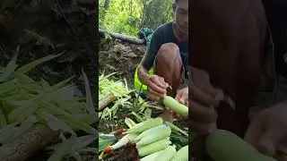 Kaingen sa toktok ng bundok