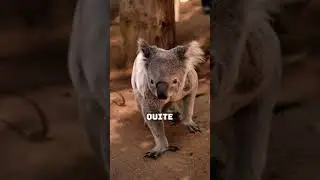 Did You Know Koalas Fingerprints Are Remarkably Similar to Human Fingerprints?