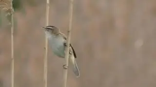 Камышовка