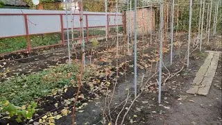Виноградник в ноябре WhatsApp +79885453295.тел.89085079306