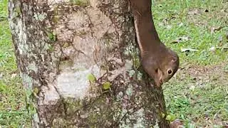 Squirrel enjoying a snack