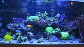 Akwarium morskie 360l (sps, lps, soft corals)