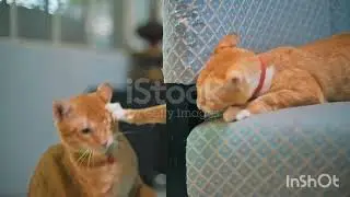 Смешные животные  с озвучкой))