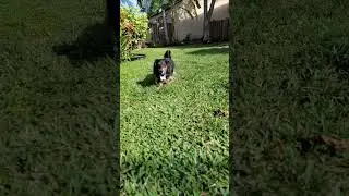 miniature dachshund longhaired  2 1/2 years