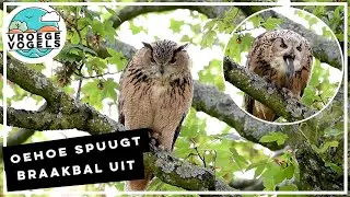 Oehoe spuugt braakbal uit | Zelf Geschoten | Vroege Vogels