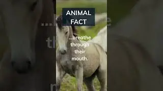Did you know horses have only one toe? #shorts#sciencefacts