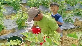 PANEN BUAH BAKSO!?!?!? TANPA EDIT GAS UPLOAD..... NGIWANGI PAK KADUS SIDOMULYO PANEN SLUUUUURRRRR
