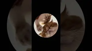 хахахахахах