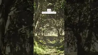A cinematic sequence from the latest environment I created in Unreal Engine 5. 