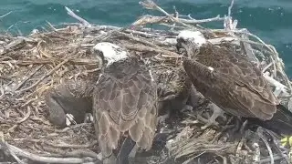 Lunch fish feeding to two osprey chicks | Port Lincoln Osprey | Nov 3, 2024