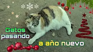 Gatos pasando año nuevo 🎊