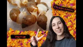 ПЕРЕСЕЛЕНИЕ УЛИТЯТ В БОЛЬШОЙ КОНТЕЙНЕР🎉/НЕМНОГО О СОДРЖАНИИ МОЛОДНЯКА😁