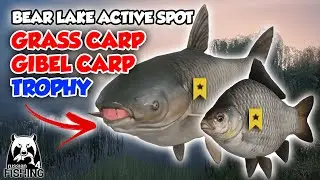 Grass Carp Trophy & Gibel Carp Trophy From Bear Lake - Russian Fishing 4 Indonesia
