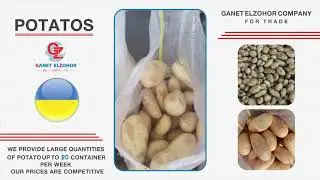 We offer you one of the best types of Egyptian exports Potato sponta