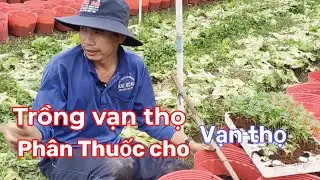 7.11al ra chậu, ngừa sâu và tưới phân vạn thọ(Phước Thêm)