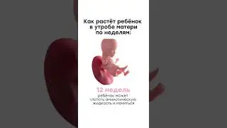 Как растёт эмбрион по неделям