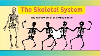 The Skeletal  System | World’s Science |
