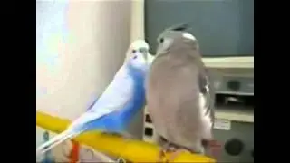 Funny parrots// Забавный попугаи