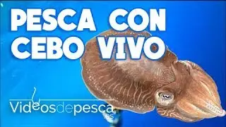 VIDEOS DE PESCA: Pesca Currican de Fondo con Cebo Vivo 2018