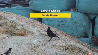 Air Rifle Hunting, Corvid Chaos