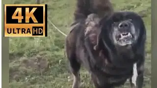 TIBETAN MASTIFF 3 /ABORIGINAL DOG IN MOUNTAIN