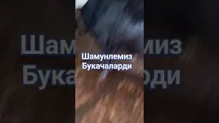 buqalarim dush qabul qilyapti
