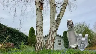 Huş Ağacı Suyu: Doğanın Şifalı Hediyesi..