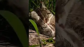 Adorable Cat Facts | Delight in the Charms of Feline Friends #shorts #facts #cat