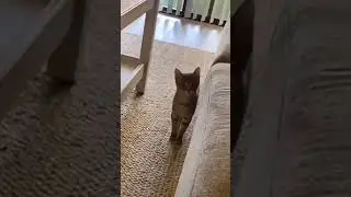 Кот попал в ритм #Tik Tok #Shorts #Тик Ток #ПриколКоты #Catstiktok