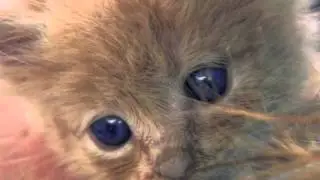 Kharma's Animal Friends - Rita Spiegel Photography, Oceanside, CA