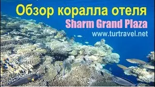 Sharm Plaza Риф видео - обзор коралла