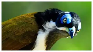 Bird Watching