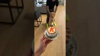Healthy doggy cake ✨ The chow down at the end 😂🤍