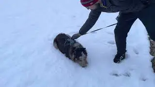 australian shepherd | River playing in the snow in Tucson / Marana  March 2 2023