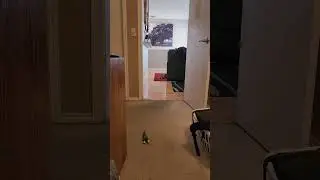How the Fetch Game Usually Ends