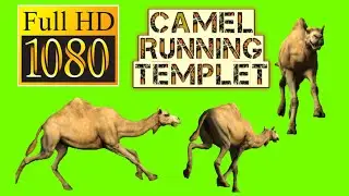 camel running template green screen video effects part(2) / green screen video / chased by a camel