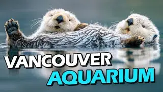 Diese Otter 😍 Vancouver Aquarium 🦦 Kanada 🇨🇦 Weltreise 2024 | Tag 62 | Travel Vlog #59