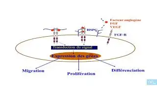 endothelium hémostase et angiogenese part2