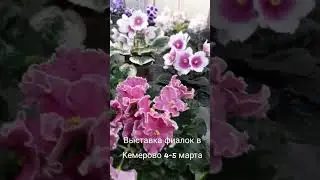 Анонс.Выставка-ярмарка фиалок в Кемерово 4-5марта🌸🌸🌸