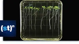 Harvesting Plants in Space | SciTech Now
