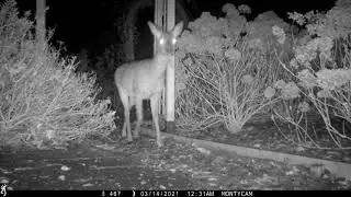 Deer, badger(s), foxes, pheasants, and cats walking the plank.