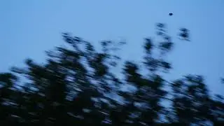 brdpgsus