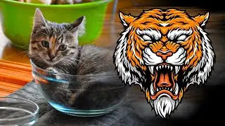 Cute Angry Warrior Kitten Meta