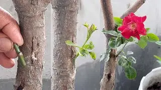 Unexpected Grafting On Mango Tree with rose cutting Video Tutorial by Grafting Examples